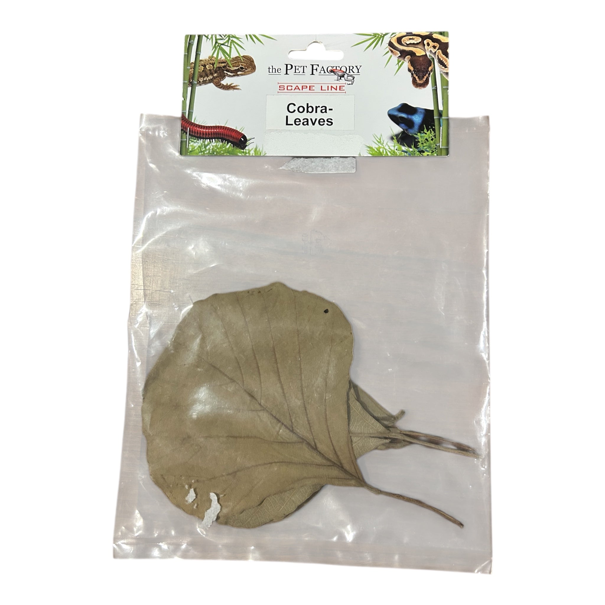 Kit Ricorrente - Geco Ciliatus